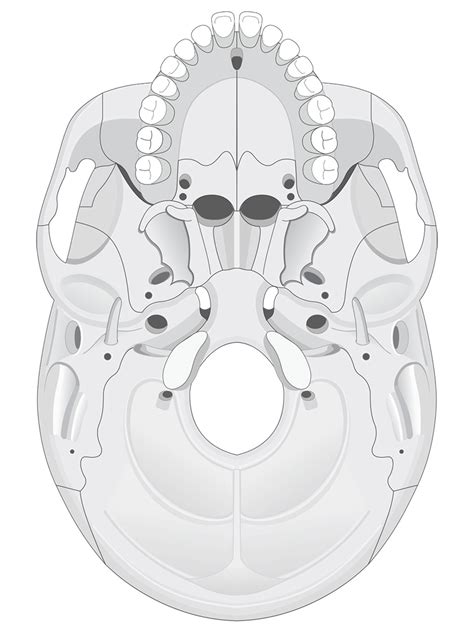 Human Skull Anatomy Inferior View Illustrations Human Bio Media