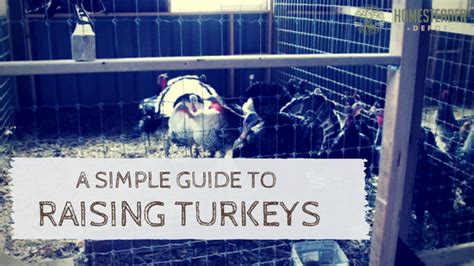 A Simple Guide to Raising Turkeys - Homesteader DepotHomesteader Depot