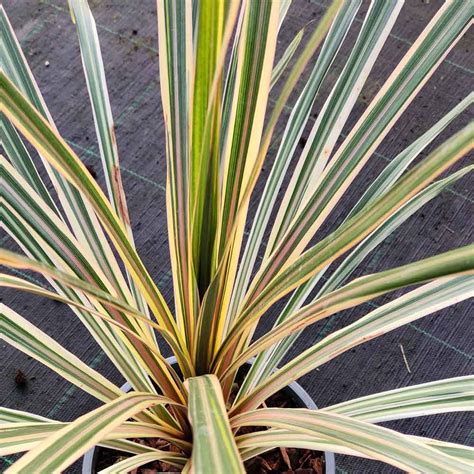 Cordyline Australis Variegata Vendita Online Piante Grasse