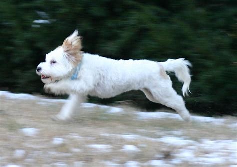 Coton De Tulear Grooming: The Essential Guide with Haircut Pictures