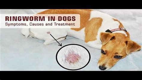 Stages of Healing Ringworm in Dogs: A Complete Guide