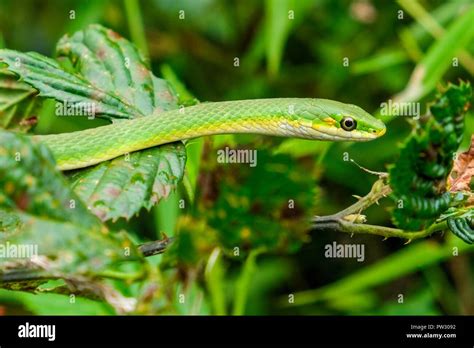 A rough greensnake, also known as a green grass snake, slithers through ...