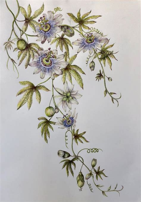 Passiflora Caerulea By Sarah Horne Floral Tattoo Sleeve Plant