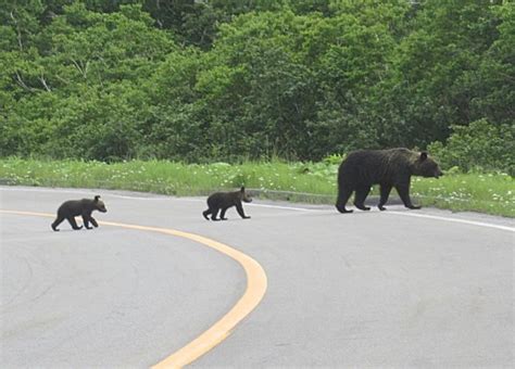 北海道でドライブ中にヒグマが現れた！彼氏の見せた気遣いとは 女子spa！