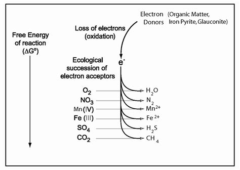 Ecological Succession Of Electron Accepting Processes And Sequential