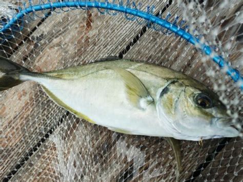 9月下旬大阪の海上釣り堀 「岬」へ釣行ベテランに教えてもらった攻略法とエサ取り対策で大事な事とは たけとの釣り旅