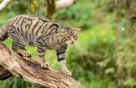 Scottish Wildlife: Animal Species Situated in Scotland - Arbtech