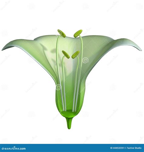 Stamen Stock Illustration Illustration Of Anatomy White 44453259