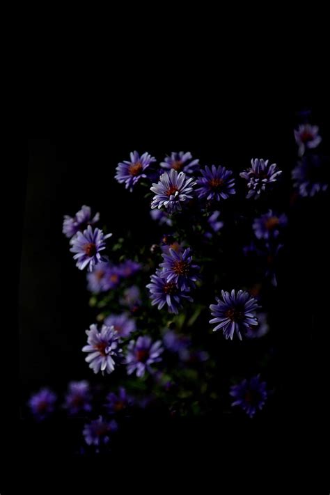 Asters, flower aesthetic dark HD phone wallpaper | Pxfuel