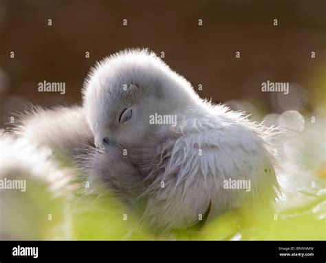 Cygnus Olor Mute Swan Stock Photo Alamy