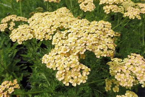 Achillea millefolium Hoffnung řebříček tzv bylinný obvaz