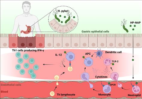 Frontiers HP NAP Of Helicobacter Pylori The Power Of The