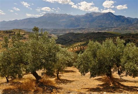 Olive Description Production And Oil