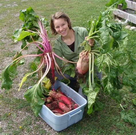 Feeding Fodder Beet To Cattle Pet Food Guide