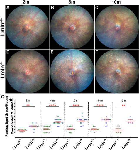 Nonredundant Role Of Leishmanolysin Like Lmln Zinc Metallopeptidase