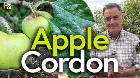 How To Create An Apple Cordon Pruning Apple Trees Pots And Trowels Youtube