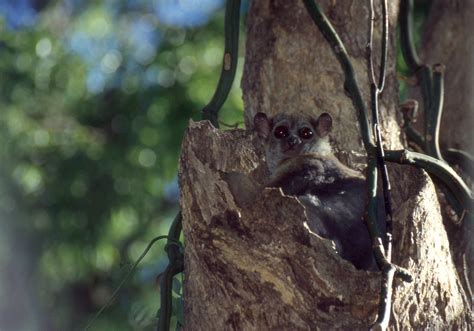 Milne Edwards Sportive Lemur Lepilemur Edwardsi Flickr