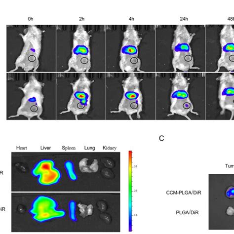 In Vivo Biodistribution And Targeting Ability A Representative