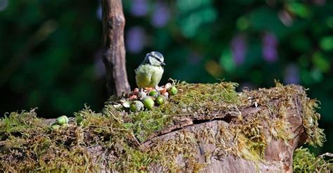 Premium Photo Blue Tits Feeding In The Woods