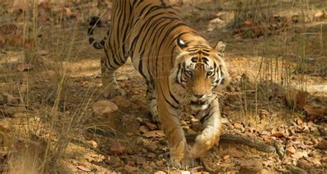 Tiger Photography Tour package in India, wildlife photography Places