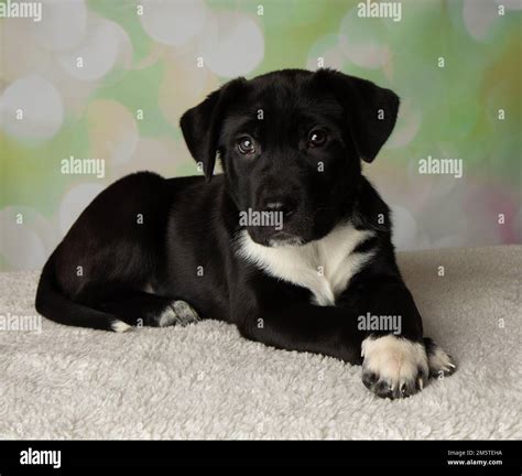 English Mastiff Lab Mix Puppies