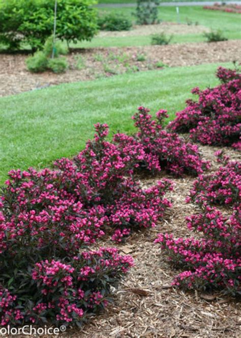 Weigela florida Spilled Wine Weigela, Spilled Wine, #3 - Behmerwald Nursery