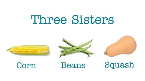 Three Sisters Corn Beans And Squash Youtube