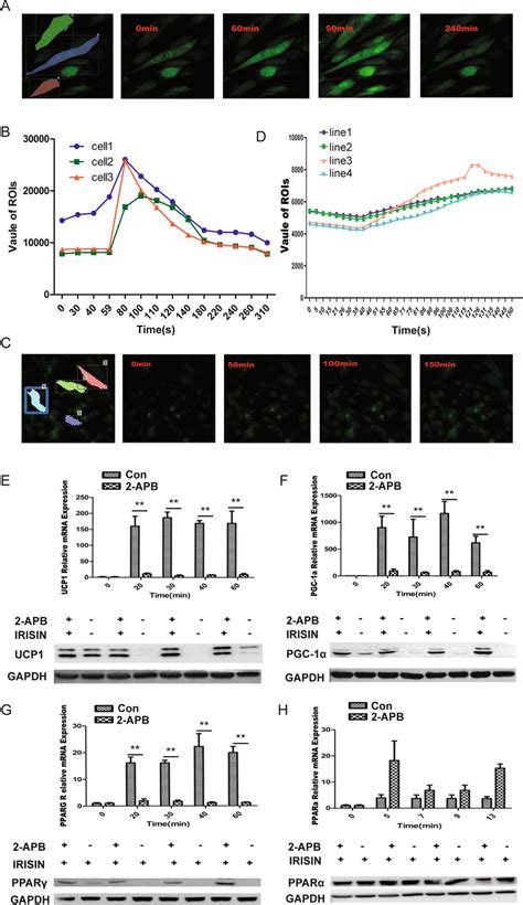 Treatment With Apb Inhibits Calcium Influx And Attenuates