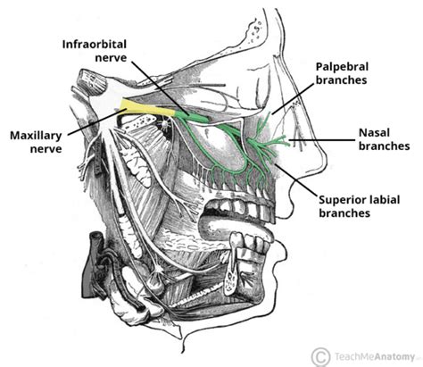 Infraorbital Nerve - Course - Supply - TeachMeAnatomy