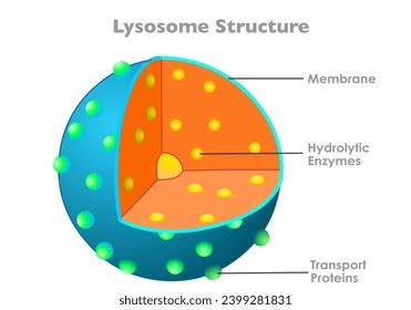 Lysosome Anatomy Structure Hydrolytic Enzymes Membrane Stock Vector ...