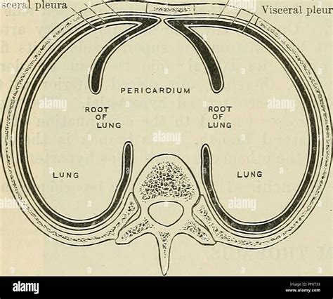 Parietal pleura hi-res stock photography and images - Alamy