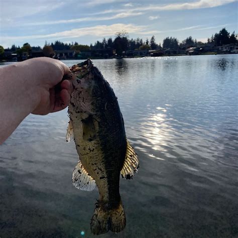 ᐅ Steilacoom Lake fishing reports Lakewood WA United States fishing