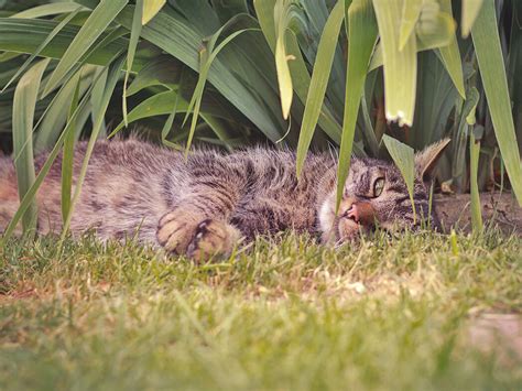 Hitzschlag Bei Katzen Erkennen Mit Happy Cat