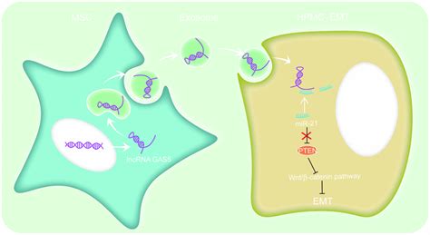 Mechanisms Of Human Umbilical Cord Mesenchymal Stem Cells Derived