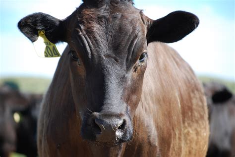 Why Chocolate Fed Wagyu Is The New Luxury Beef