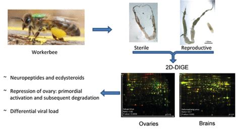 Insights Into The Degradation And Toxicity Difference