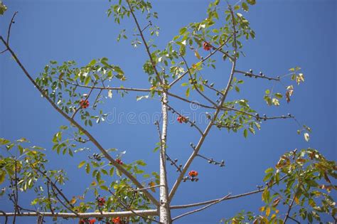 Leaf of Bombax ceiba tree stock photo. Image of flower - 108423820