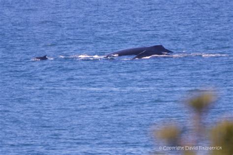 Exploring Port Macquarie Whale Watching Season