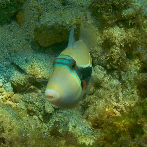 A Baby Reef Triggerfish Bsiverts Flickr