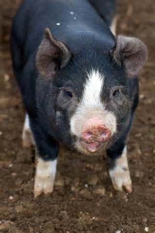 Pin Van Tracy O Hagan Op Perfect Piggies Varkens