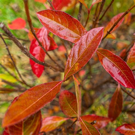 Viburnum nudum v. cassinoides – Native Gardens of Blue Hill