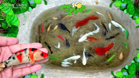 Seruu Guys Serok Ikan Hias Warna Warni Lucu Ikan Cupang Glofish