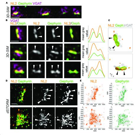 Sim And Dstorm Reveal Nl Is Organized Into Nanoscale Structures At