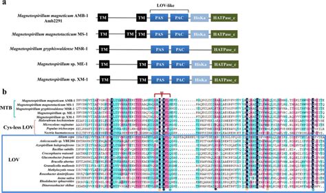 Domain Structures And Amino Acid Sequence Alignment Of Lov Proteins A