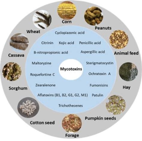 Agronomy Free Full Text Fusarium Head Blight Mycotoxins 48 OFF