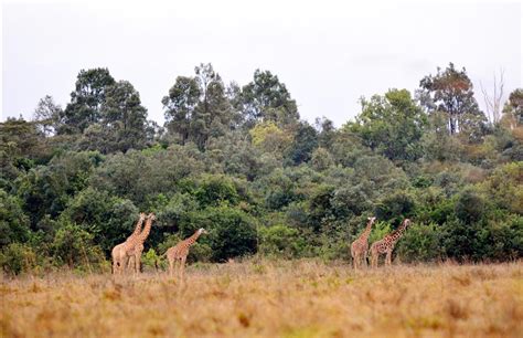 Kenya Da Yabani Hayat Anadolu Ajans