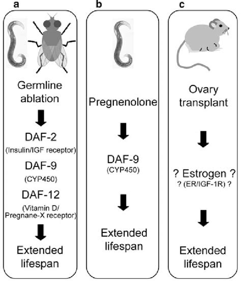 Association Between Steroid Sex Hormones And Lifespan A Germline Cell