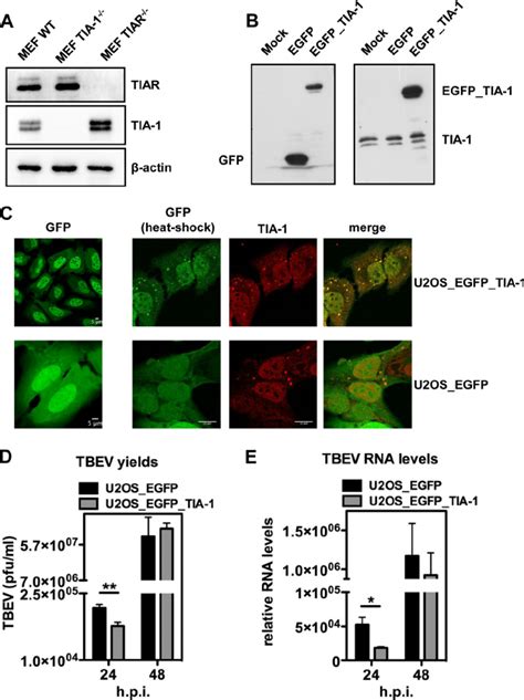 Functional Analysis Of Tia 1 Overexpression In Tbev Infected Cells A