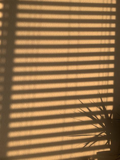 Aesthetic Sunset Shadows with Window Blinds and Potted Plant