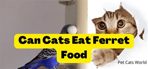 Can Cats Eat Ferret Food Pet Cats World